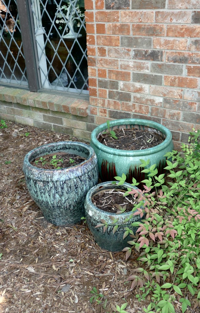 Begonias_before