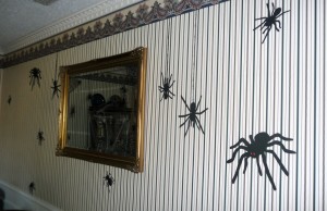 spiders