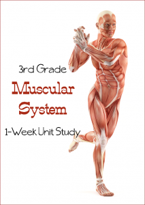 Muscular-System-Unit-Study