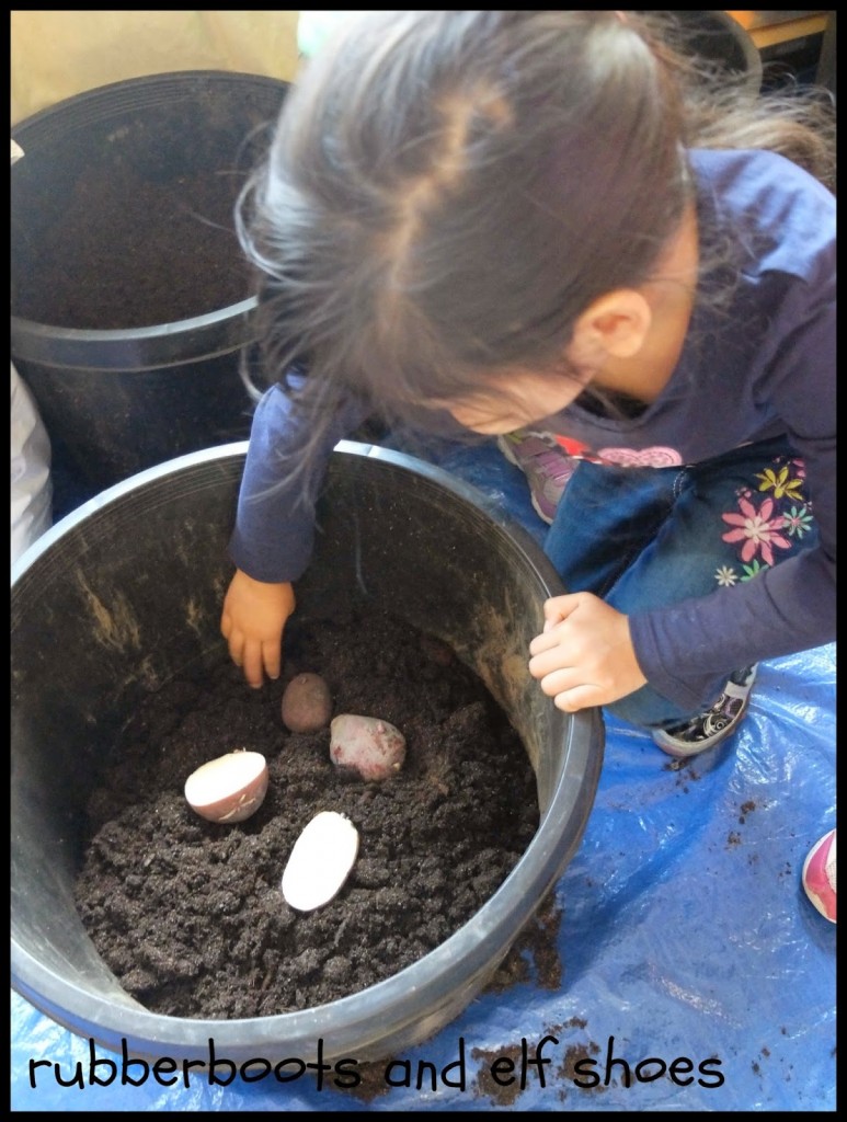 planting spuds
